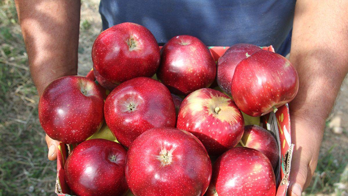 Konya elması Asya ülkelerine ihraç ediliyor
