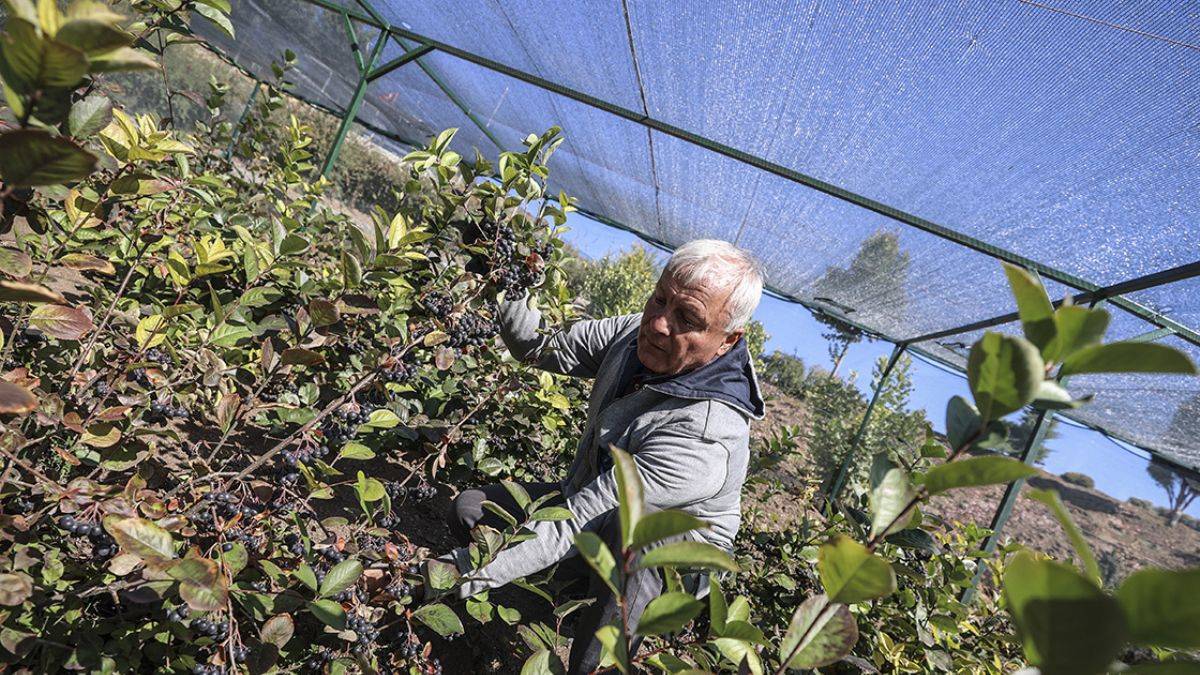 'Ankara'da yetişmez' denilen bitkileri üretiyor