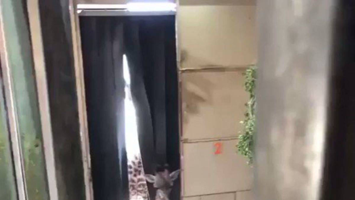 Baba zürafa, yeni doğan yavrusunu görmeye geliyor