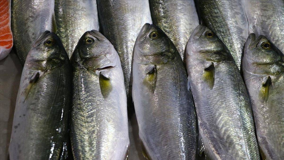 Lüfer bollaştı fiyatlar düştü!