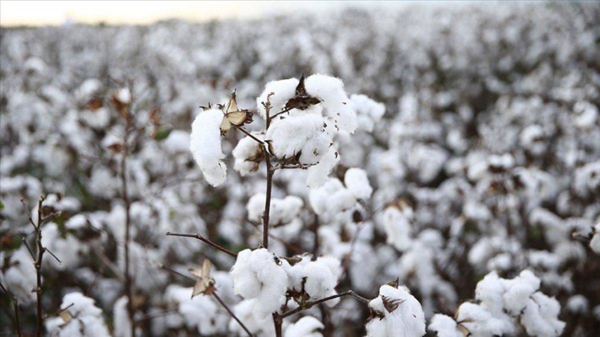 Pamuk fiyatları 1 doları aştı; emtia piyasasında son durum