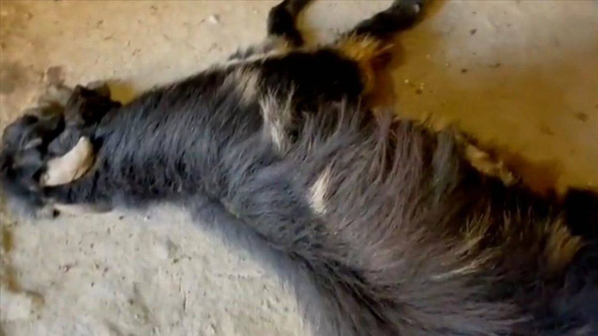 'Saldırıyı hayal bile edemezsiniz, keçileri bile bıçakladılar'