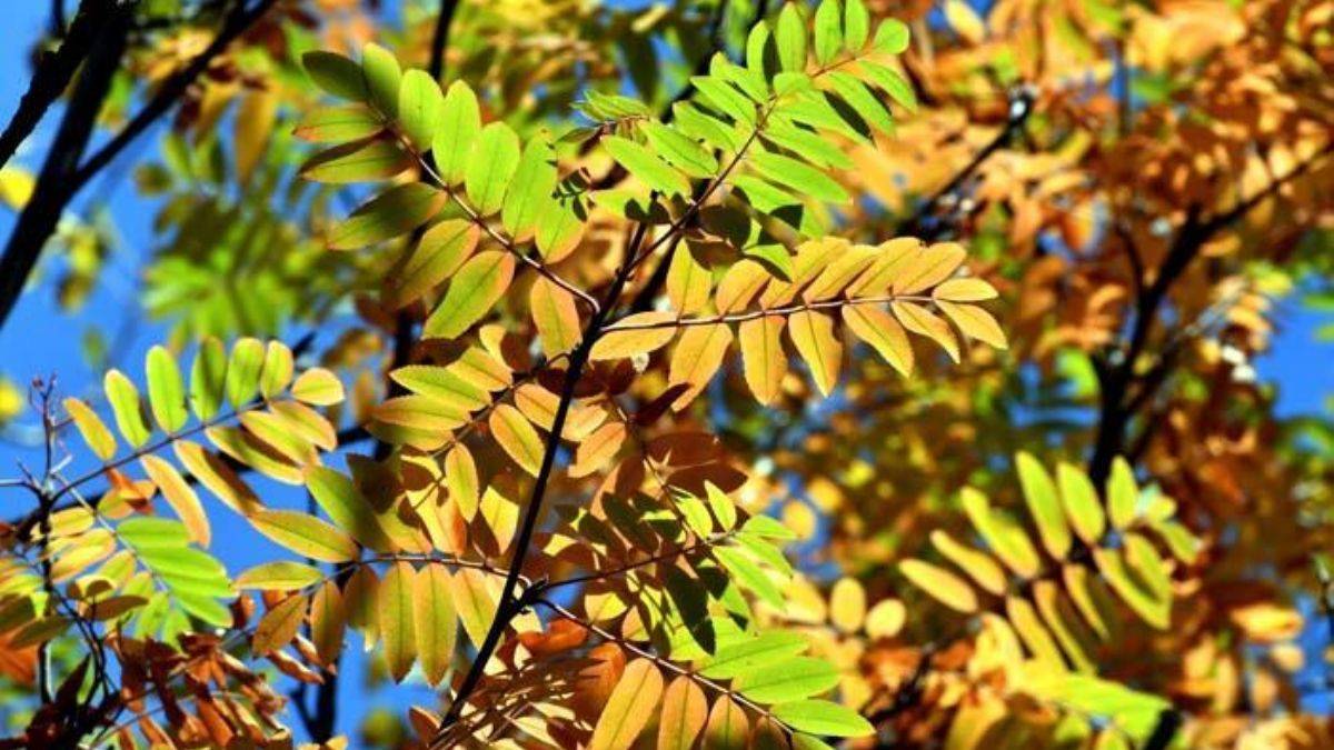 Soğanlı Dağları sonbaharın renklerine büründü