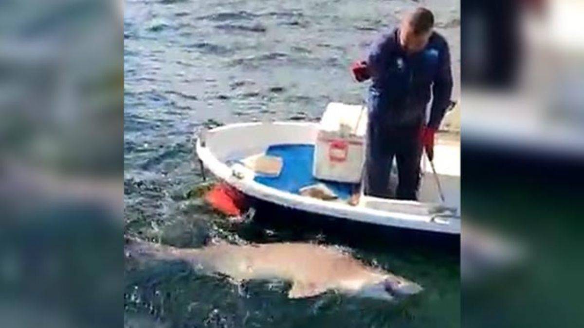 2,5 metre boyunda köpek balığı yakaladı