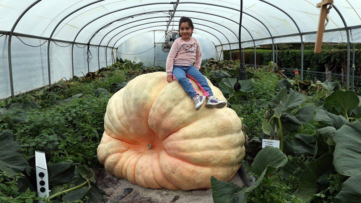 Tonluk dev kabak battaniye altında dünya rekorunu bekliyor