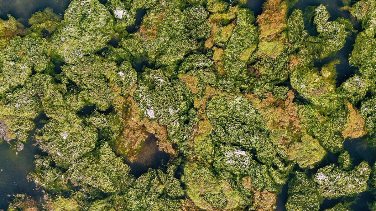 Karşıyaka kıyılarında deniz marulu istilası