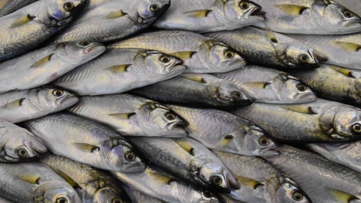 Hangi ayda hangi balıklar tüketilmeli?