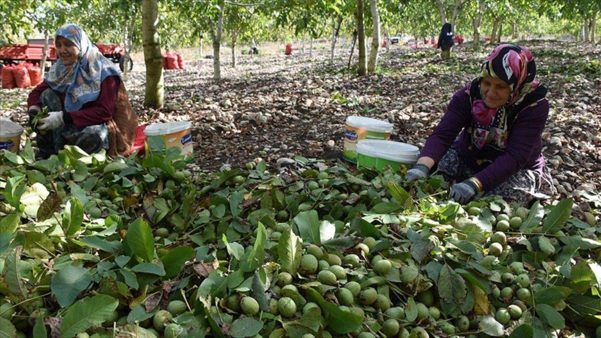 'Chandler' cinsi cevizden para kazanıyorlar; 'Herkes yapabilir'