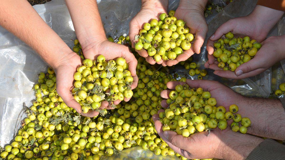 Yabani alıçtan hem sirke hem marmelat üretip satıyor