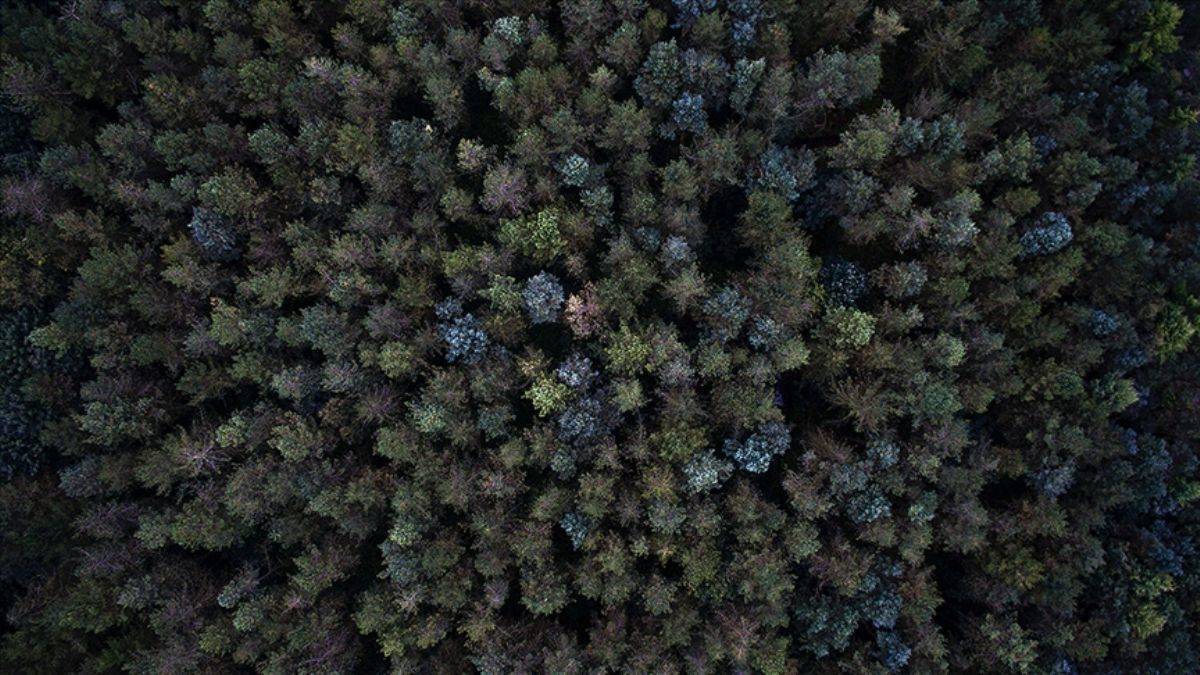 Afrika'da 7 milyardan fazla yeni ağaç tespit edildi