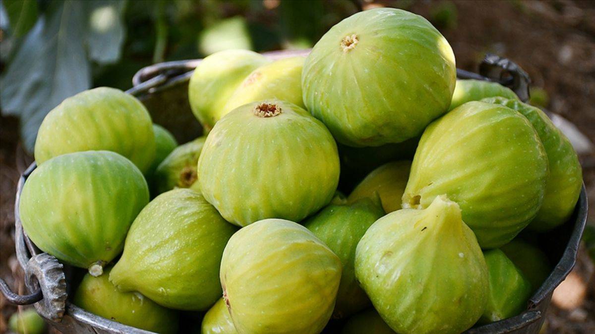 Ege'de yaş meyve/sebze ihracatında hedef rekor