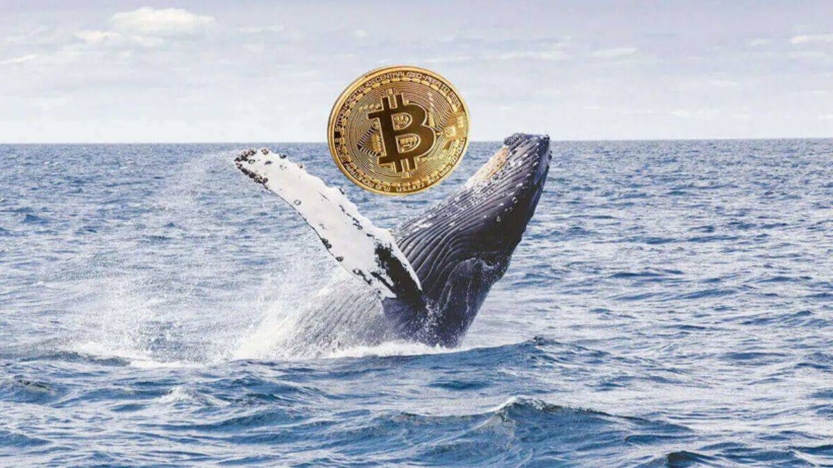 Balina Gibi Düşünmek