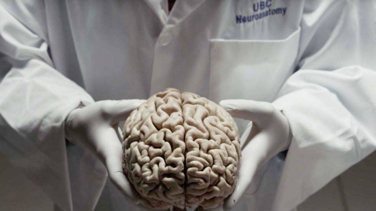 Beynimizin gerisinde kalanlar!