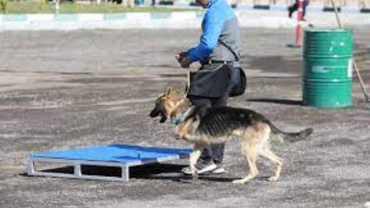 3 ayağı ile engelleri aştı