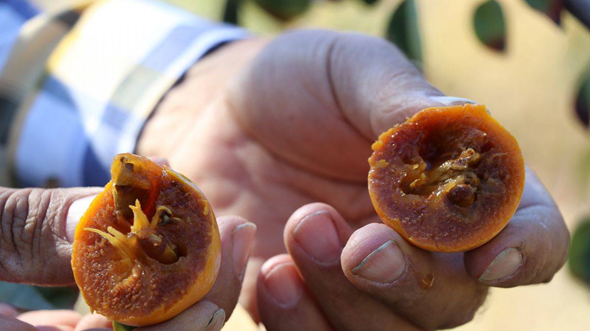 43 yıllık terziydi, şimdi 50’den fazla çeşit meyve yetiştiriyor