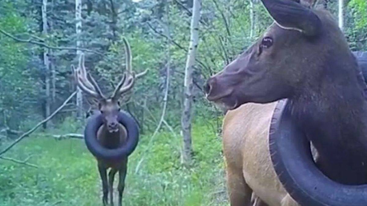 İki yıldır boynunda araba lastiği ile gezen geyik kurtarıldı