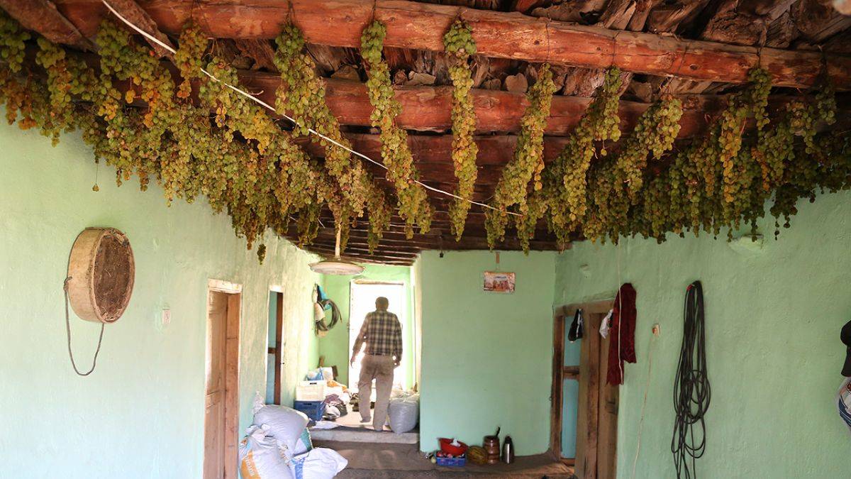 Torosların 'gök üzümü'; Türkiye'de başka yerde yetişmiyor