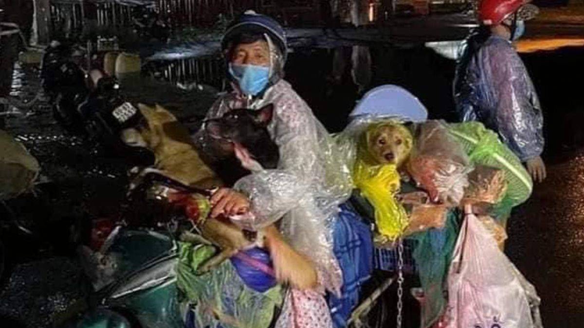 Koronavirüse yakalanan çiftin 15 köpek ve kedisi yakılarak katledildi