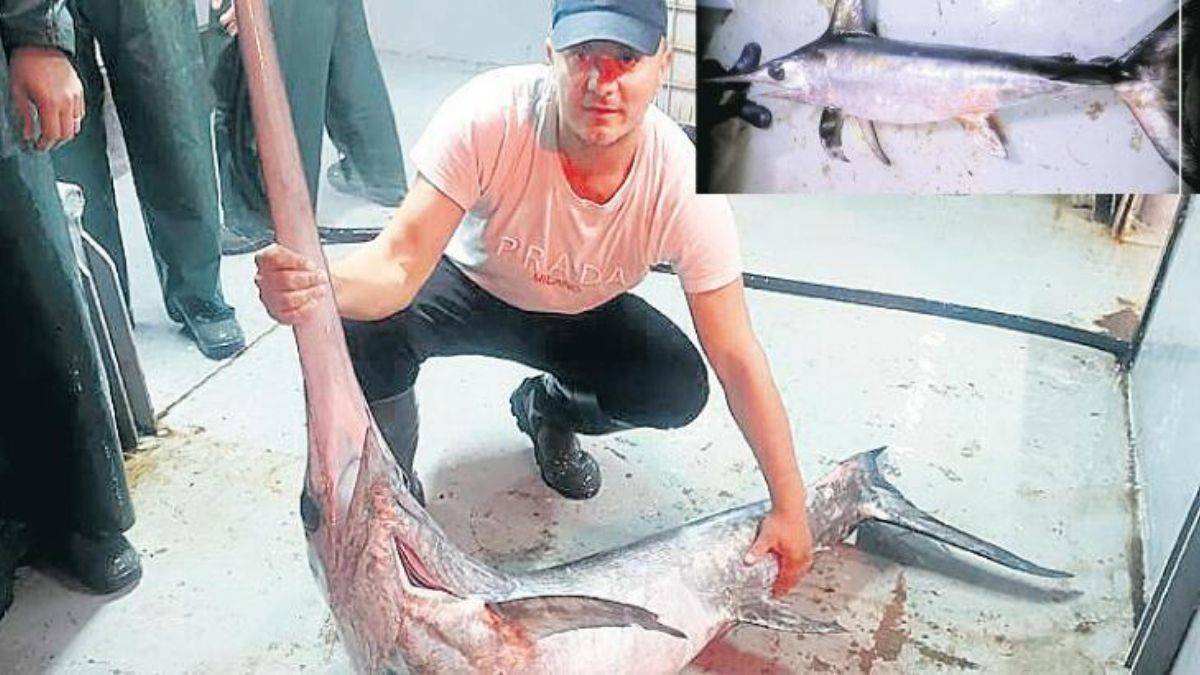 50 yıl sonra boğazda ilk defa görüldü