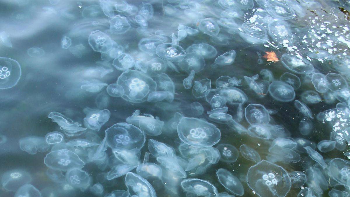 Endişe veren görüntü! Tüm sahili kapladı