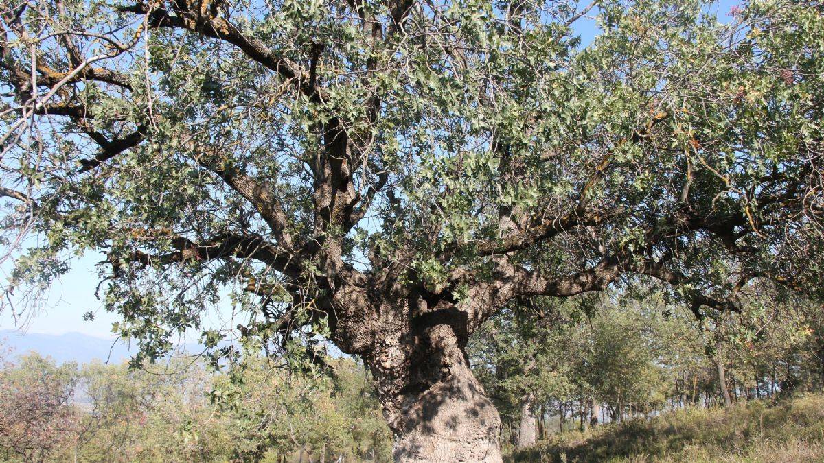 Tokat'ta asırlık 3 ağaç koruma altına alındı