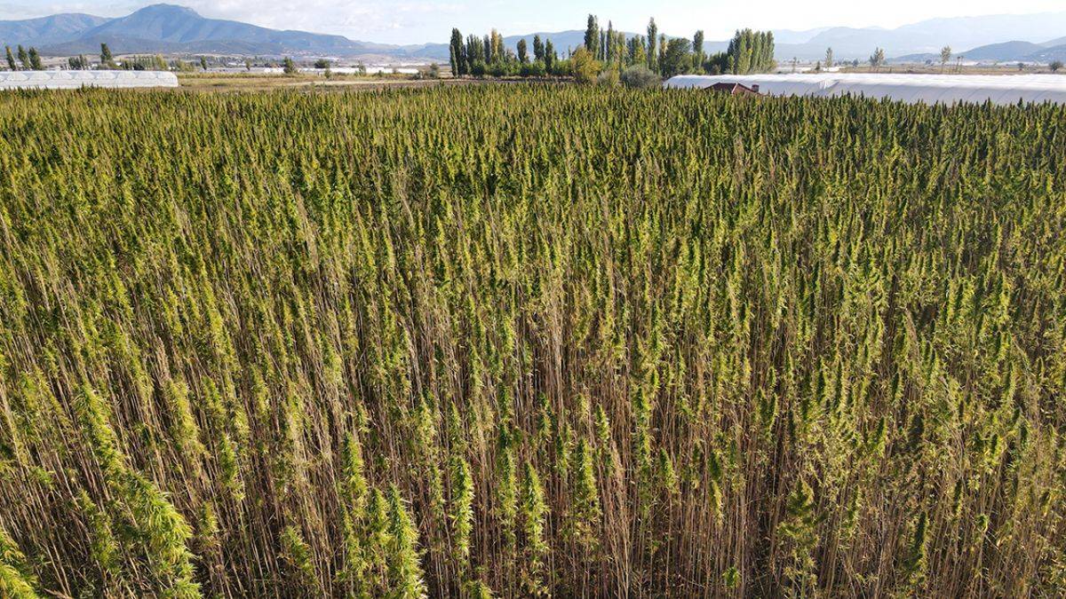 Burdur'da deneme amaçlı kenevir üretiminde yüksek verim