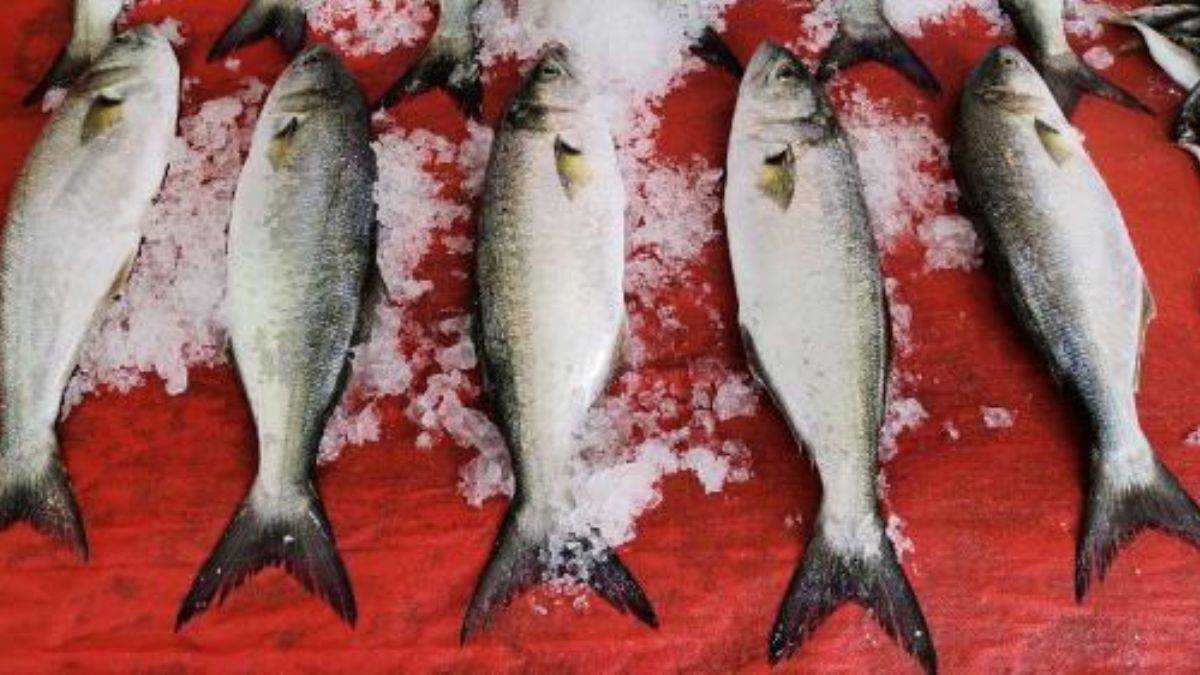 ‘Palamut nesli tehlikede; avlanma boyu 39 santimetre olsun'