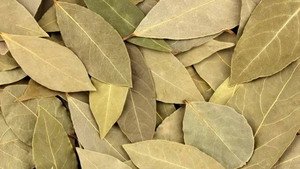 Defne yaprağını mutfağınızdan eksik etmeyin!