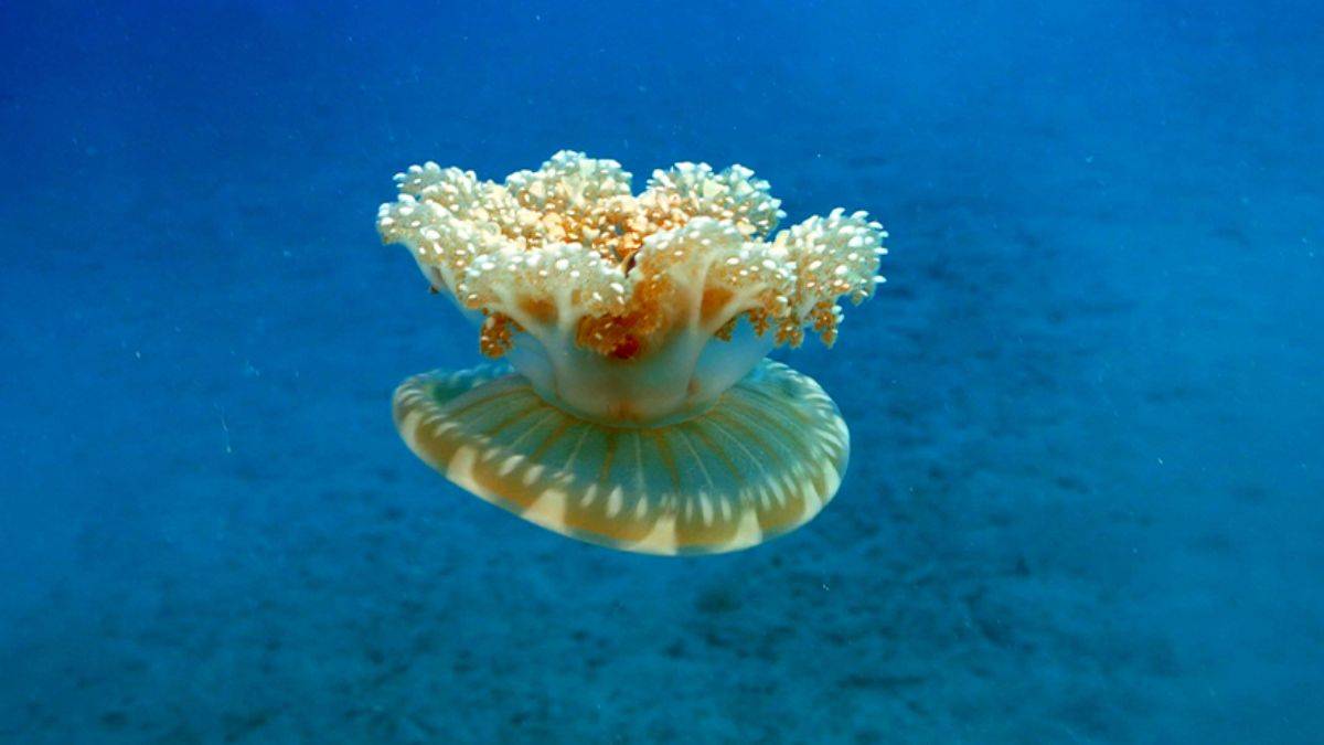 Dokunduğunuz zaman hastanelik olabilirsiniz