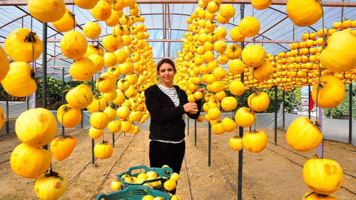 Çöpe atmayıp kuruttuğu cennet hurmasıyla 5 yılda ihracata başladı