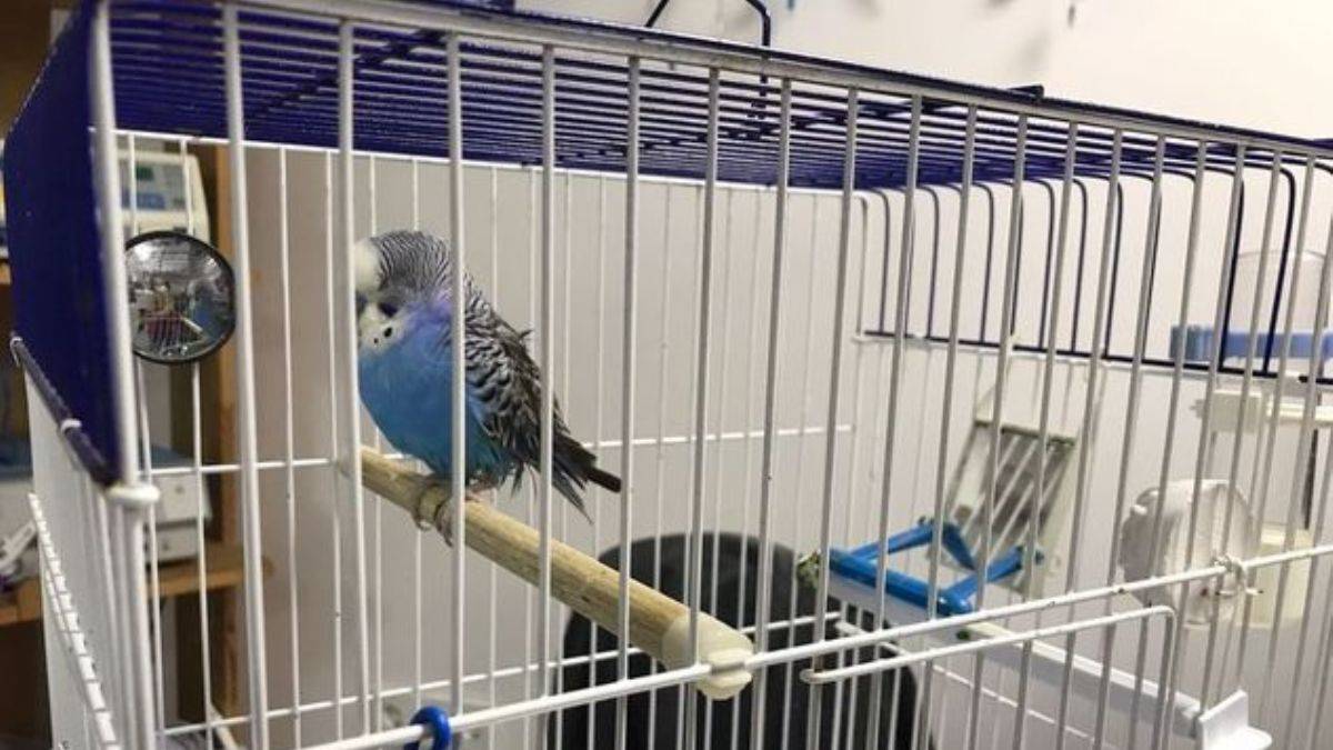 33 Gramlık muhabbet kuşundan 8 gram tümör alındı