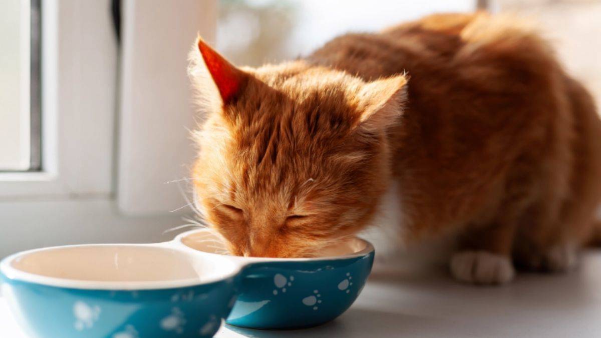 Artık kediler içinde bir koronavirüs aşısı var!