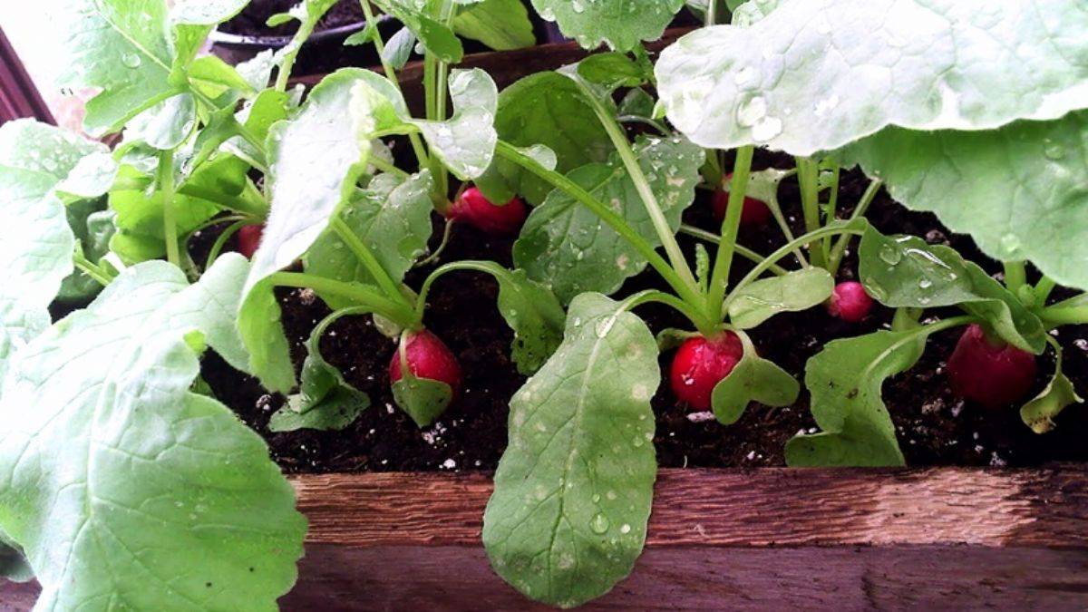 Saksıda nasıl turp yetiştirilir?