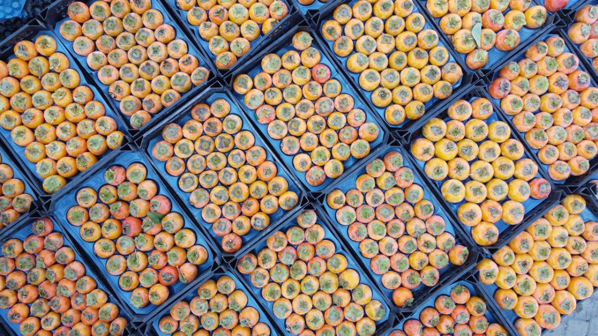 Kurusu Almanya'ya yaşı Rusya'ya gönderiliyor