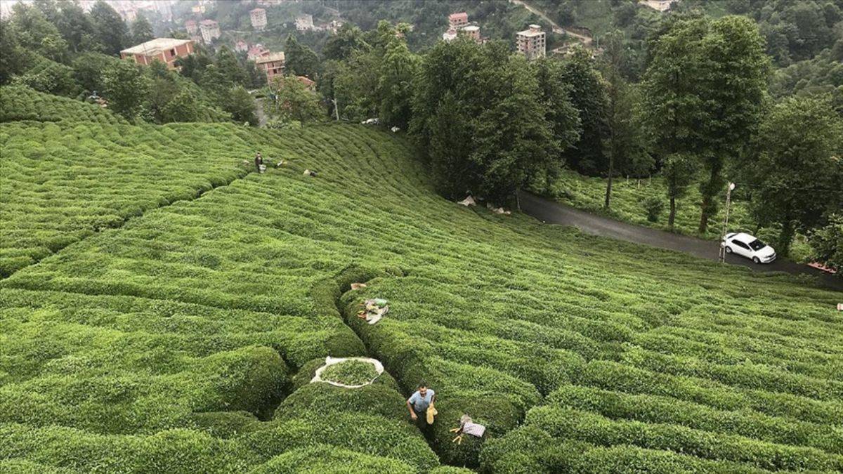 ÇAYKUR Azerbaycan ve Özbekistan'a çay satacak