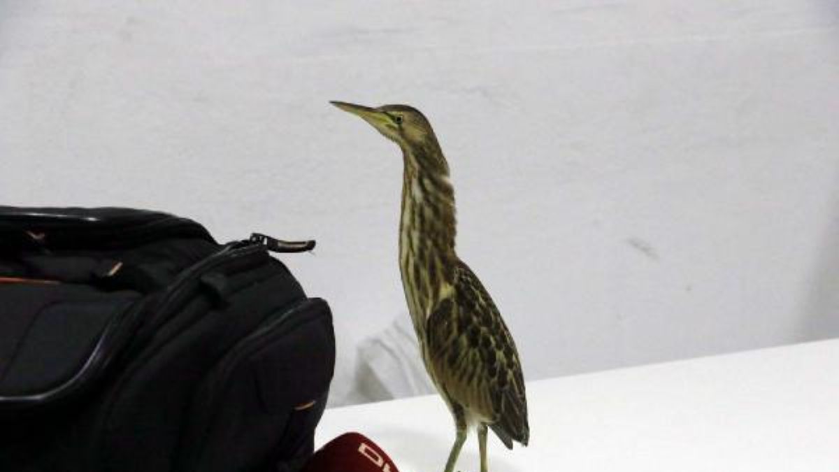 İş yerinin önünde bulduğu balaban kuşuna sahip çıktı