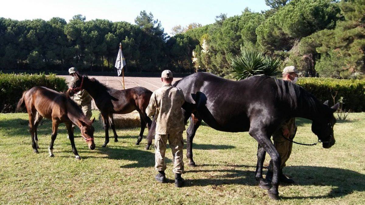 Resmi törenlerde görev alan atları yetiştiriyorlar