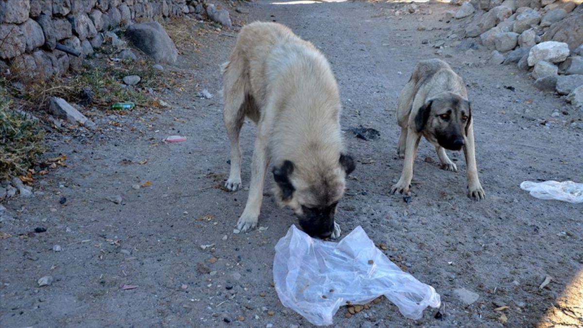 Konya’da 'köpeklerin diri diri gömüldüğü' iddiasıyla ilgili soruşturma başlatıldı