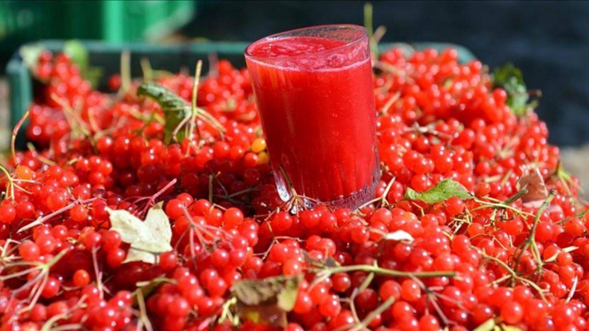 Gilaburu kadınların özel dönemlerindeki ağrıları azaltıyor