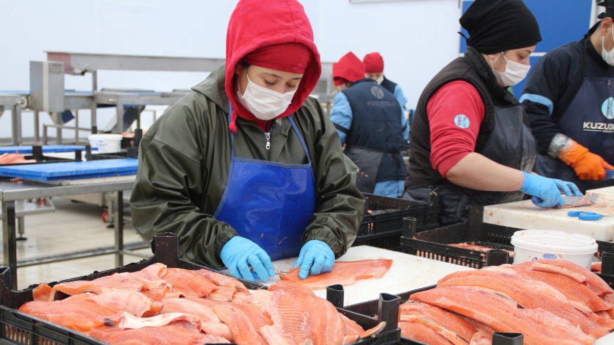 Karadeniz somonu yok satıyor; ihracat yüzde 275 arttı