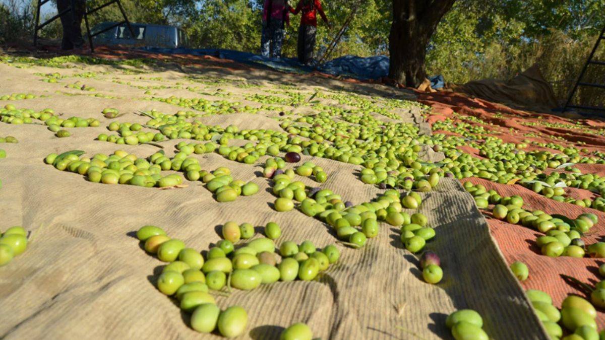 Türkiye'nin zeytin ihracatı 150 milyon doları aştı