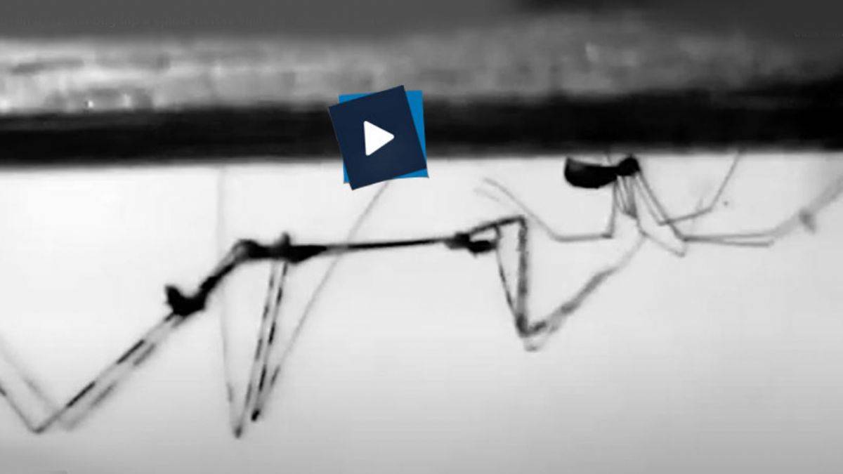 Suikastçi böcekler, avını yakalamadan önce uyguladığı ölümcül taktik!