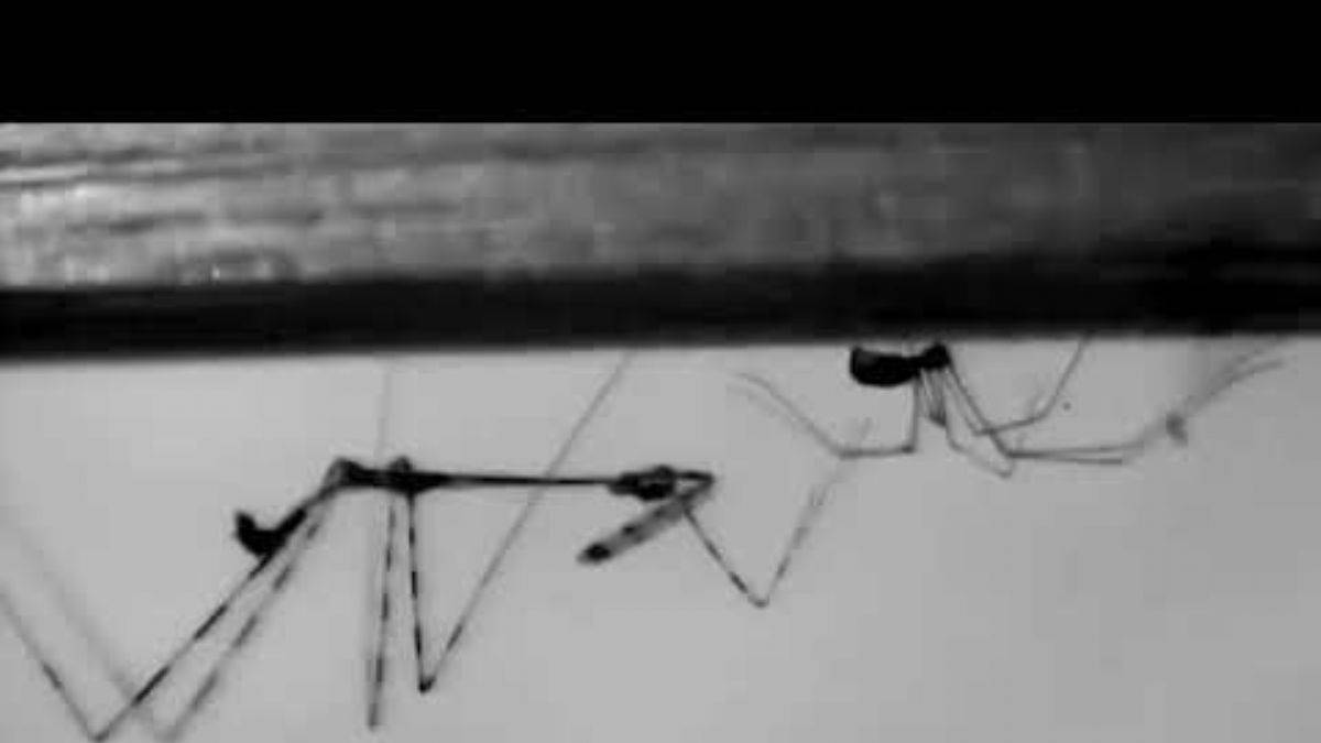 Suikastçi böcekler, avını yakalamadan önce uyguladığı ölümcül taktik!