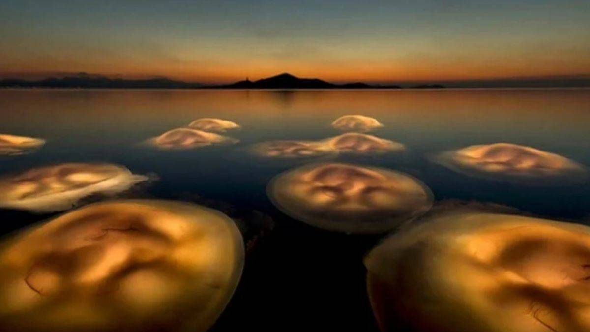 Avrupa'nın en iyi vahşi yaşam fotoğrafları seçildi