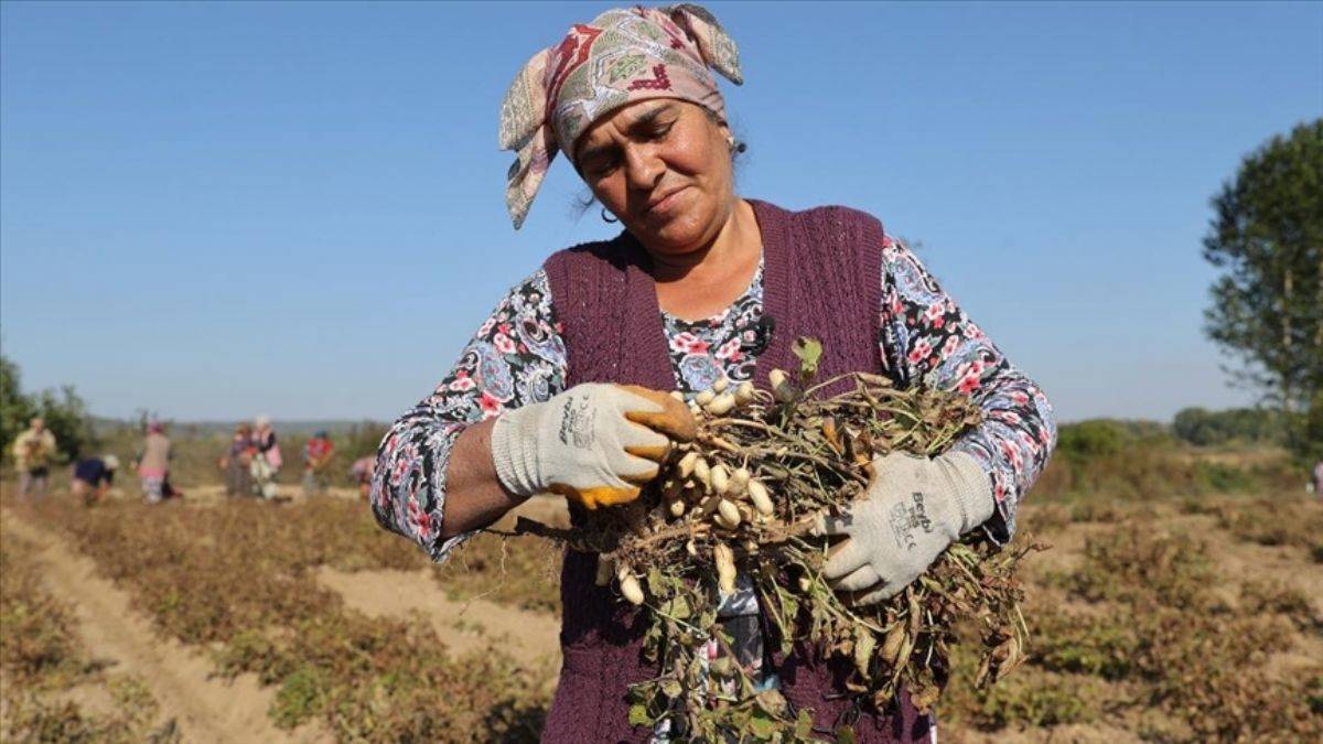 Ata tohumuyla yetişti, ticari ürüne dönüştü