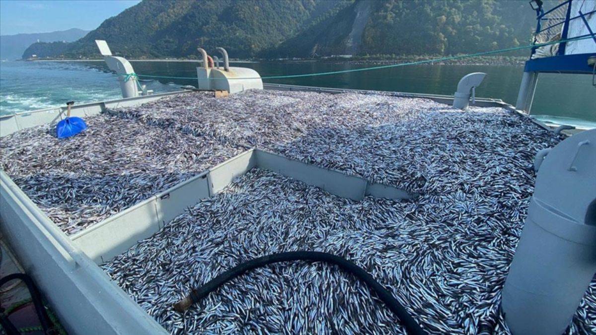Hamsi bollaştı, Türkiye’deki balıkçılar Karadeniz'e akın etti