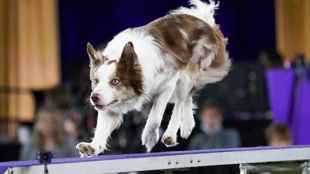 'Dahi' köpekler: 100 nesnenin adını öğrenebiliyorlar