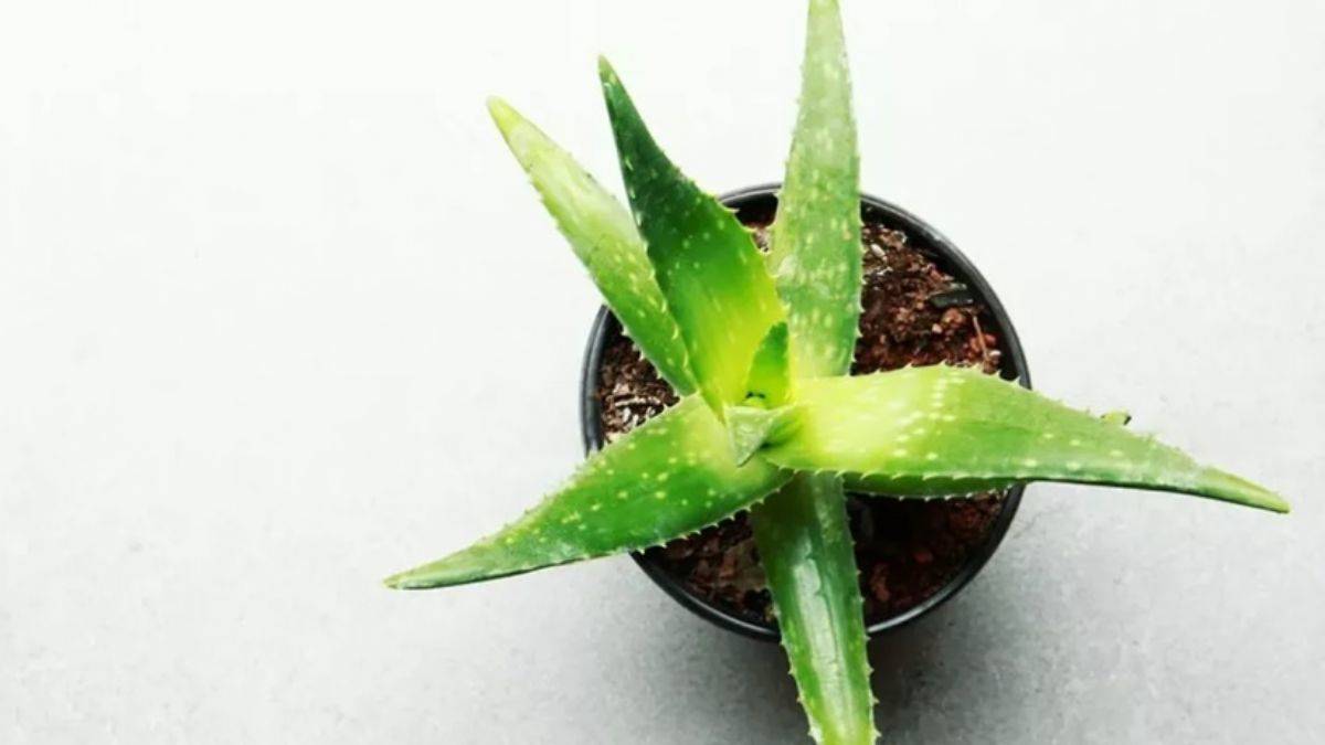 Aloe veraya limon damlatırsanız...