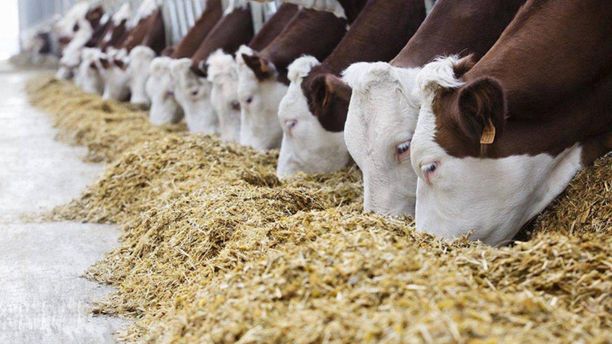 Yem fiyatlarında bir senede yüzde 70 artış