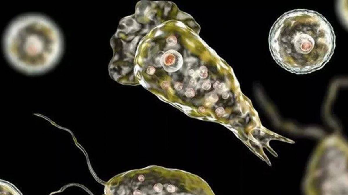 Beyin yiyen amip nedir, nasıl bulaşır?